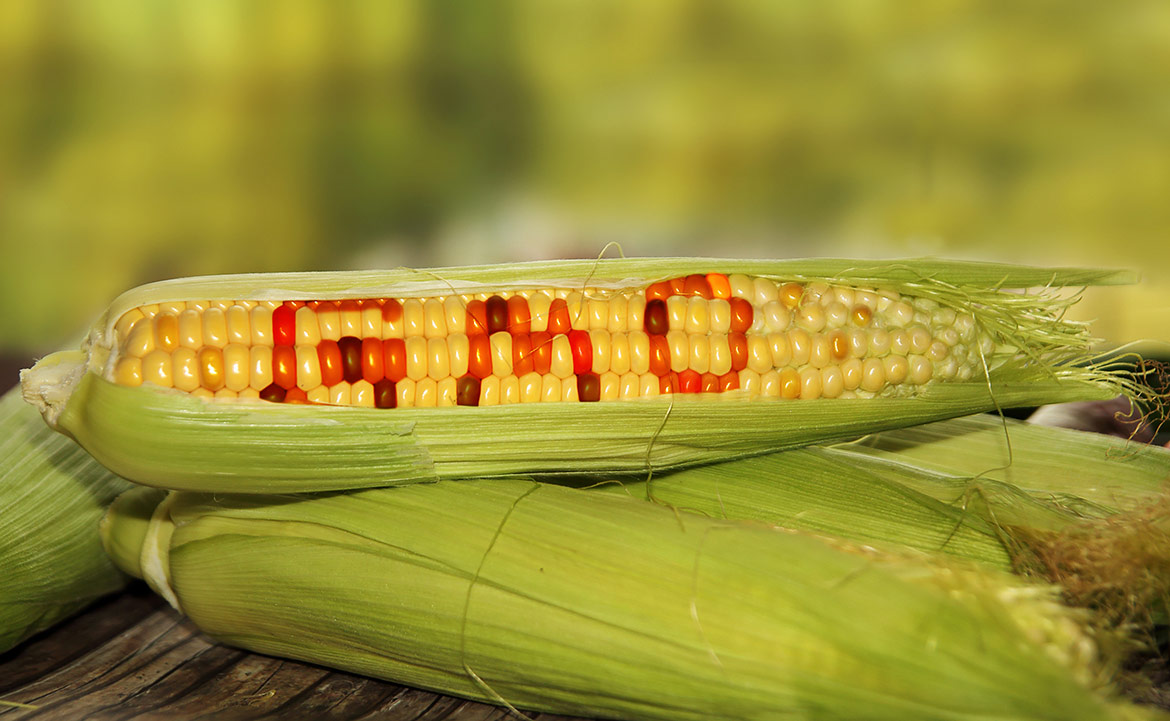 4 Ways the Biotech Industry is Taking Over GMO Regulation
