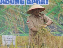 Bupati Tanjabbar Laksanakan Panen Padi Perdana di Desa Tanjung Senjulang