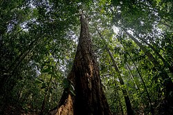 Taman Nasional Bukit Duabelas