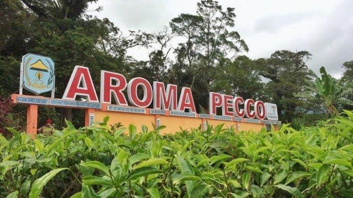 Kebun Teh Aroma Pecco