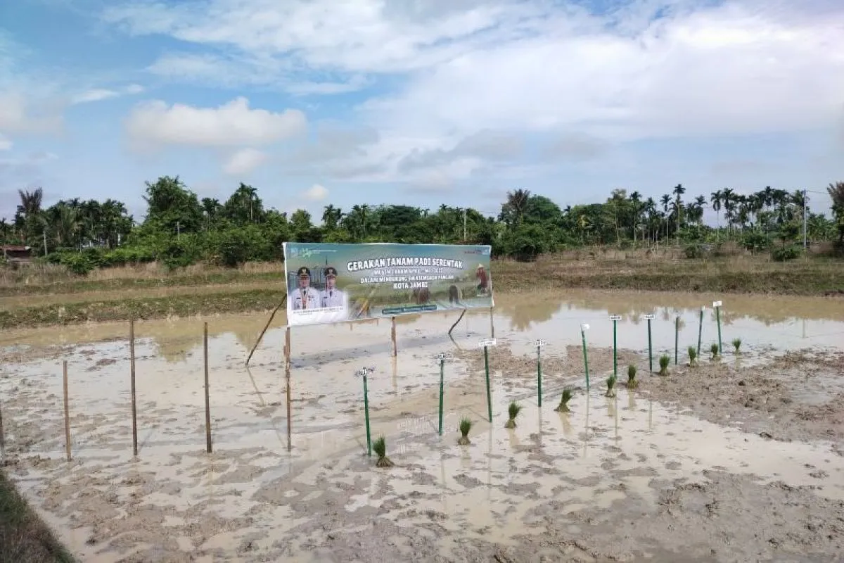 Pemkot Jambi Luncurkan Gerakan Tanam Padi Serentak untuk Swasembada Pangan 520 Hektare [SR28/Ist]