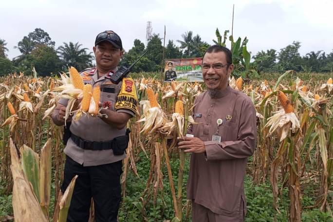 Panen Jagung Polresta Jambi Capai 9,3 Ton per Hektare, Dukung Ketahanan Pangan Daerah [SR28/Ist]