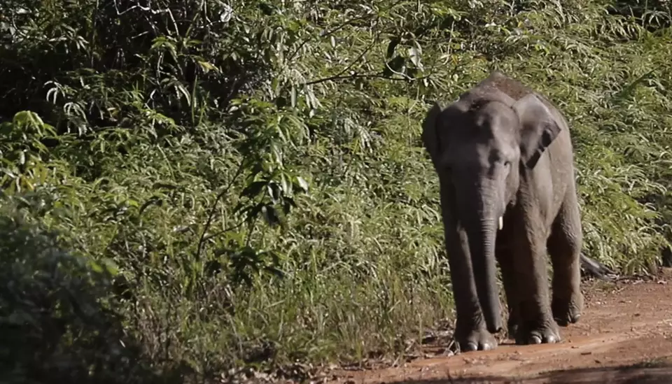 Gajah Sumatera Terancam Punah, Geopix Tuntut Pembongkaran Pagar Listrik Ilegal di Bukit Tigapuluh [SR28/Ist]